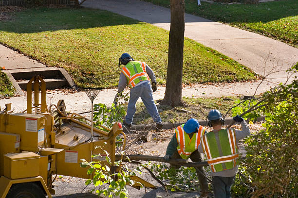 Best Landscape Design and Installation  in Winter Gardens, CA