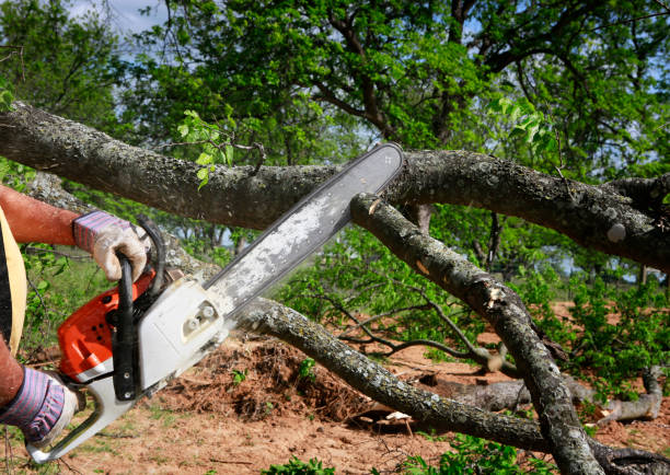 Best Root Management and Removal  in Winter Gardens, CA